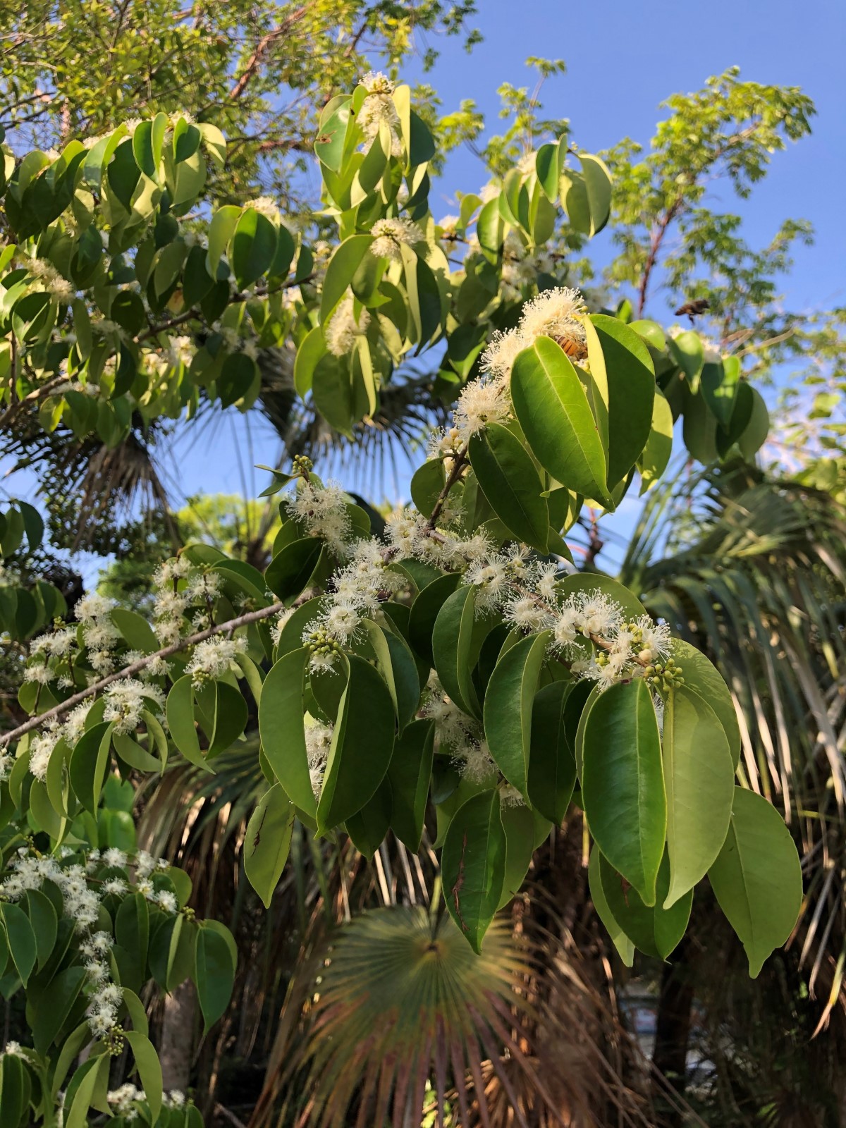image of a White Strawberry plant with flowers and lush green leaves with the sun setting on the top of the plant as part of the national tree planting (NTP) initiative led by the Cayman Islands Government under the Ministry of sustainability climate resiliency and wellness (MSCRW)